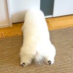 2日間、家に帰ってこなかった2人のお兄ちゃん→『帰ってくるよ』と犬に伝えた結果…『全身で愛を伝える光景』思わず感動「絆の深さを感じる」(ブログ)