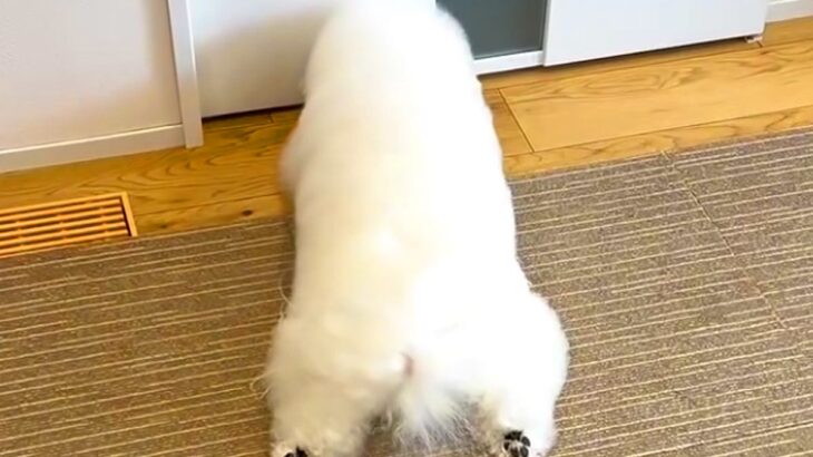 2日間、家に帰ってこなかった2人のお兄ちゃん→『帰ってくるよ』と犬に伝えた結果…『全身で愛を伝える光景』思わず感動「絆の深さを感じる」(ブログ)