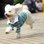 犬の洋服って必要なの？正しい活用方法から注意すべきことまで解説(ブログ)
