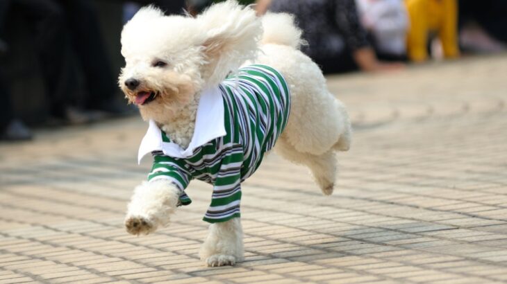 犬の洋服って必要なの？正しい活用方法から注意すべきことまで解説(ブログ)