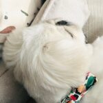 小さな男の子に寄り添って眠る犬→『微笑ましいな』と見ていたら…思わず二度見する『絶対に違う光景』に4万いいね「可愛い」「いいお姉ちゃん」(ブログ)