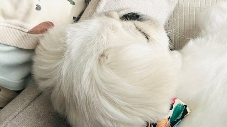 小さな男の子に寄り添って眠る犬→『微笑ましいな』と見ていたら…思わず二度見する『絶対に違う光景』に4万いいね「可愛い」「いいお姉ちゃん」(ブログ)