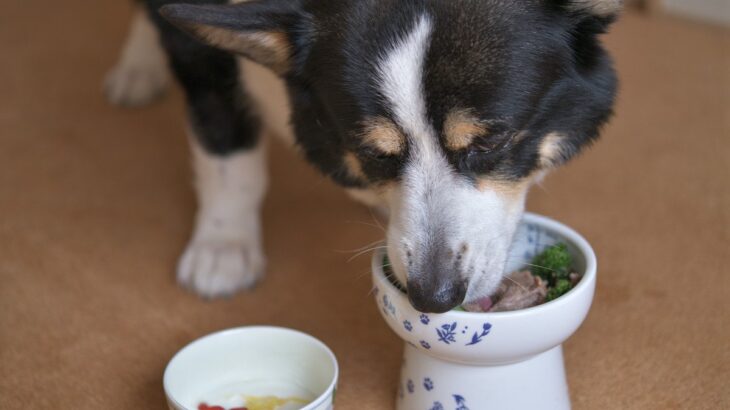 愛犬の健康チェックは自宅で簡単にできる？日常に取り入れたい4つの確認ポイントとは(ブログ)