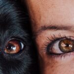 犬と人の『目の違い』５選　見え方はどう違うの？ワンコの視覚を守るための注意点とは(ブログ)