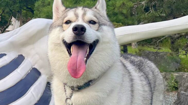ガイコツと記念写真を撮るハスキー犬→思った以上に『仲が良さそうに見える光景』に9万いいねの反響「いい笑顔」「肩組んでるみたいで素敵」(ブログ)