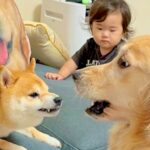 小さな女の子が犬に怒られてしまった結果→もう1匹が近づいて…まさかの『守っているかのような行動』が29万再生「愛が深い…」「感動した」(ブログ)