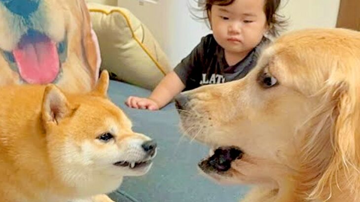 小さな女の子が犬に怒られてしまった結果→もう1匹が近づいて…まさかの『守っているかのような行動』が29万再生「愛が深い…」「感動した」(ブログ)