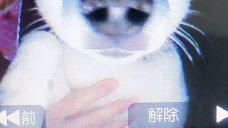 インターホンに保存された『犬の写真』を見てみたら…治安が悪すぎる『まさかの表情』に3万いいね集まる「超極悪顔で草」「絶対居留守使うw」(ブログ)