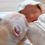 赤ちゃんが『生まれた頃から犬と過ごした』結果→だんだん触れ合えるようになって…『本当の兄弟の様になっていく様子』に反響「愛おしい」(ブログ)