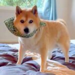 長年、飼い主とベッドで一緒に寝ていた犬→お布団に変えた結果…あまりにも愛おしい『まさかの行動』が280万表示「習慣ってすごい」「可愛い」(ブログ)