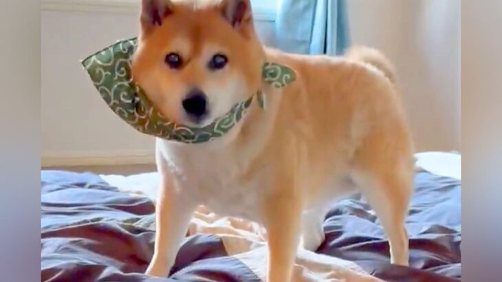 長年、飼い主とベッドで一緒に寝ていた犬→お布団に変えた結果…あまりにも愛おしい『まさかの行動』が280万表示「習慣ってすごい」「可愛い」(ブログ)