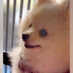 いつも一緒にいるおばあちゃんに『バイバイ』と言われた犬→文句が止まらず…『ばぁばも行くの！』あまりにも尊い光景に反響「言葉理解してる」(ブログ)