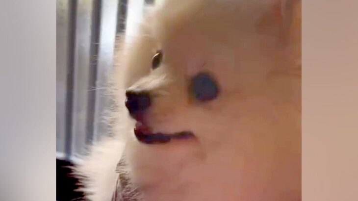 いつも一緒にいるおばあちゃんに『バイバイ』と言われた犬→文句が止まらず…『ばぁばも行くの！』あまりにも尊い光景に反響「言葉理解してる」(ブログ)