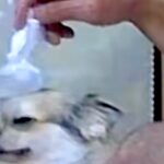 突然『ペットカメラを見て！』と電話→何事かと思ったら…おじいちゃんが犬にしていた『まさかの行動』が202万再生「可愛すぎ」「愛されてる」(ブログ)