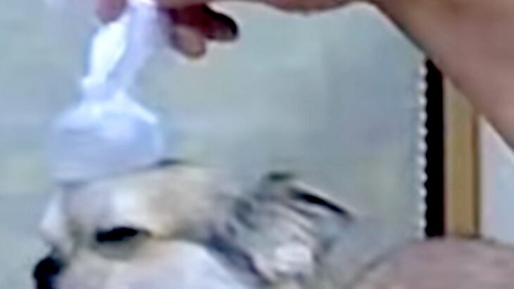 突然『ペットカメラを見て！』と電話→何事かと思ったら…おじいちゃんが犬にしていた『まさかの行動』が202万再生「可愛すぎ」「愛されてる」(ブログ)