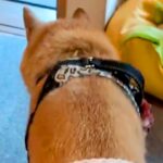 娘用に買ったパンツが小さかったので『16歳の老犬に履かせた』結果…想像以上の『フィット感』が97万再生「可愛いｗｗ」「たまらん」と絶賛(ブログ)
