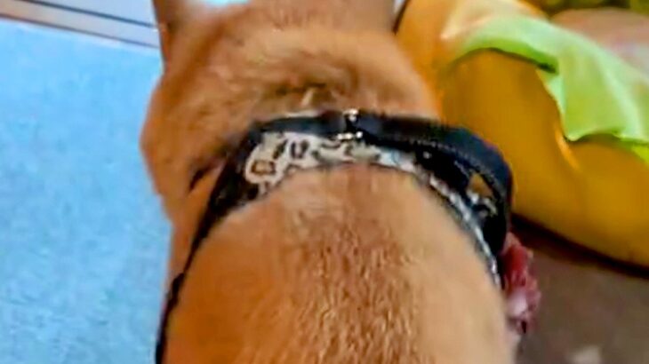 娘用に買ったパンツが小さかったので『16歳の老犬に履かせた』結果…想像以上の『フィット感』が97万再生「可愛いｗｗ」「たまらん」と絶賛(ブログ)