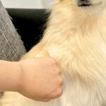 肉球に薬を塗った犬が『舐めないように』と手を繋いでいたら…まさかの『恋に落ちた表情』に4万いいね「笑ったｗ」「音楽流れ始めそうｗ」と絶賛(ブログ)