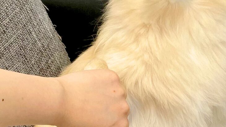 肉球に薬を塗った犬が『舐めないように』と手を繋いでいたら…まさかの『恋に落ちた表情』に4万いいね「笑ったｗ」「音楽流れ始めそうｗ」と絶賛(ブログ)