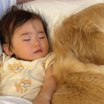 1歳の女の子が別のベッドで寝ようとした結果→2匹の犬が…悶絶級の『尊すぎる光景』に2万いいね「みんな可愛い」「天使がいる…」と絶賛の声(ブログ)