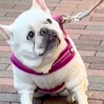 散歩で『飼い主がリードを持っている』と思っている犬→『別人だ』と気付いた瞬間…まさかの反応が96万再生「素直ｗ」「悶絶級の可愛さ」と絶賛(ブログ)