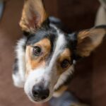犬が飼い主のことを『気にしている』ときのサイン５つ　思いやりあふれる心理を知って絆を深めよう(ブログ)
