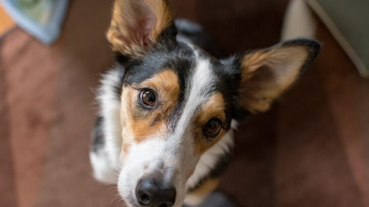 犬が飼い主のことを『気にしている』ときのサイン５つ　思いやりあふれる心理を知って絆を深めよう(ブログ)