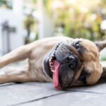 犬が夏に『食欲減退』する理由5つ　きちんと食事を摂るためにオススメな改善策まで(ブログ)