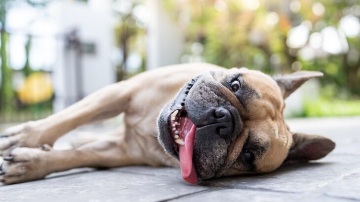 犬が夏に『食欲減退』する理由5つ　きちんと食事を摂るためにオススメな改善策まで(ブログ)