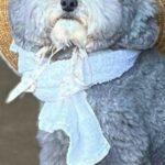 『ぬいぐるみじゃないの？』古民家の玄関を開けたら、犬がいて…ほっこりが止まらない『映画のような光景』に2万いいね「冷たい麦茶出しそう」(ブログ)