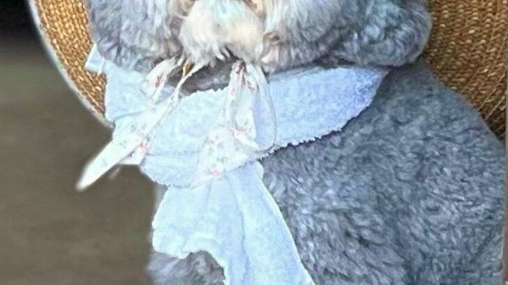 『ぬいぐるみじゃないの？』古民家の玄関を開けたら、犬がいて…ほっこりが止まらない『映画のような光景』に2万いいね「冷たい麦茶出しそう」(ブログ)
