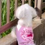 『90歳を超えたおばあちゃん』に遊んでもらっていた犬→なぜか庭でソワソワして…涙腺崩壊する『隣の家を見つめる姿』が26万再生「泣いた…」(ブログ)