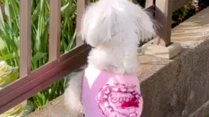 『90歳を超えたおばあちゃん』に遊んでもらっていた犬→なぜか庭でソワソワして…涙腺崩壊する『隣の家を見つめる姿』が26万再生「泣いた…」(ブログ)