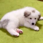 超大型犬の赤ちゃんを飼った結果→3年後…想像を超える『衝撃のビフォーアフター』が77万再生「デカくて可愛いｗ」「蹴り飛ばしてて草」と絶賛(ブログ)