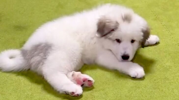 超大型犬の赤ちゃんを飼った結果→3年後…想像を超える『衝撃のビフォーアフター』が77万再生「デカくて可愛いｗ」「蹴り飛ばしてて草」と絶賛(ブログ)