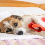 犬に『絶対にやってはいけない飼い方』4選　愛犬に悪影響を与える飼い主の行動とは？(ブログ)