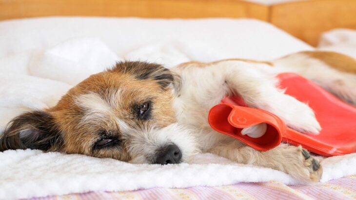 犬に『絶対にやってはいけない飼い方』4選　愛犬に悪影響を与える飼い主の行動とは？(ブログ)