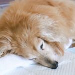 犬が『年老いた』ときにできなくなること5選　シニア期はいつから？今から覚悟しておくべきこととは(ブログ)