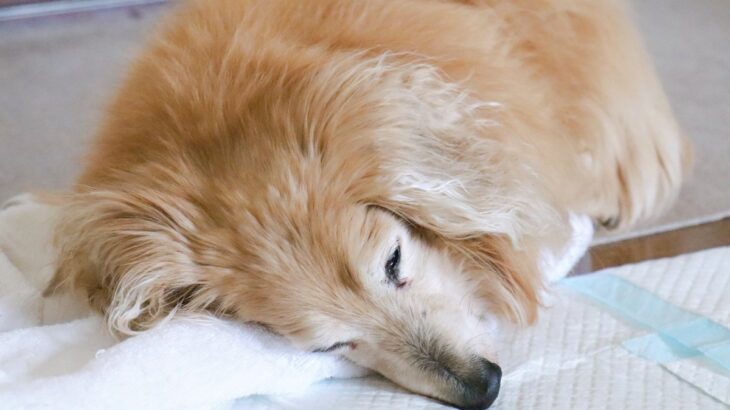犬が『年老いた』ときにできなくなること5選　シニア期はいつから？今から覚悟しておくべきこととは(ブログ)