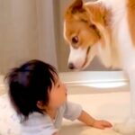 赤ちゃんと目が合わせられない『ビビりな犬』→仲良くできないかなと思っていたら…『7ヶ月後の光景』に反響「逃げる顔ｗ」「成長楽しみ」(ブログ)