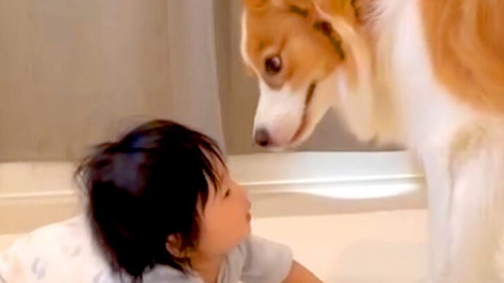 赤ちゃんと目が合わせられない『ビビりな犬』→仲良くできないかなと思っていたら…『7ヶ月後の光景』に反響「逃げる顔ｗ」「成長楽しみ」(ブログ)