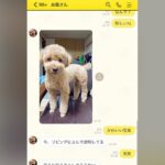 夜勤中、母がLINEで『犬の写真』を送ってきてたので『今日は帰らないよ』と伝えた結果…『まさかの表情』が22万再生「すぐ帰りたくなる」(ブログ)