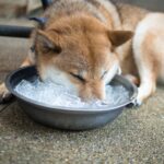 犬が冷たいものを食べすぎたときに起こる『危険な症状』4選　暑い日の適切な与え方まで(ブログ)