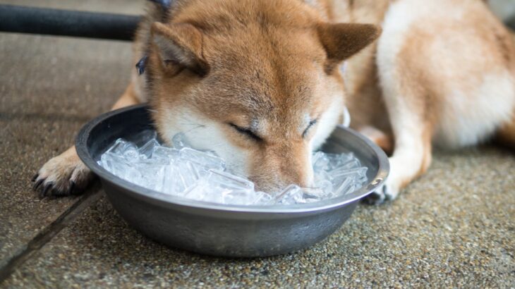 犬が冷たいものを食べすぎたときに起こる『危険な症状』4選　暑い日の適切な与え方まで(ブログ)