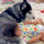 距離があった赤ちゃんと２匹の大型犬→家族と認識しはじめて、パパよりも先に…愛情に溢れた『まさかの展開』が137万再生「もののけ姫みたい」(ブログ)