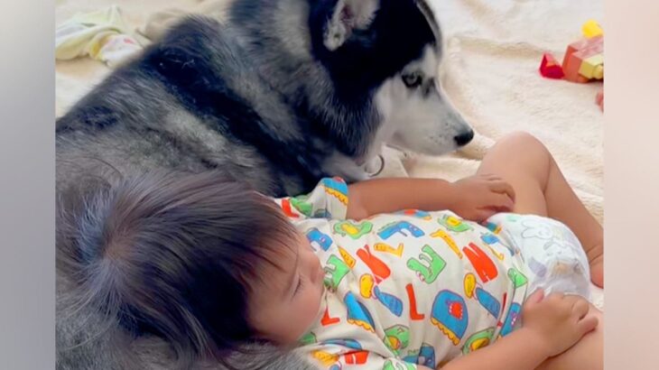 距離があった赤ちゃんと２匹の大型犬→家族と認識しはじめて、パパよりも先に…愛情に溢れた『まさかの展開』が137万再生「もののけ姫みたい」(ブログ)