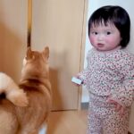 ママが外出→悲しそうに鳴く犬の横で、1歳の女の子が…想定外な『まさかのリアクション』が22万再生「温度差ｗｗ」「ふたりとも可愛い」と反響(ブログ)