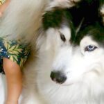 赤ちゃんを守るように添い寝する大型犬→ベッドの端に行きすぎて…微笑ましい『まさかの光景』に1万いいね集まる「お兄ちゃんの顔」「可愛すぎ」(ブログ)