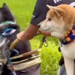 お散歩の途中で疲れてしまった2匹の犬→歩かなくなった結果…理不尽な『まさかの光景』が56万再生「もはやパパの修行で草」「幸せの重みｗｗ」(ブログ)