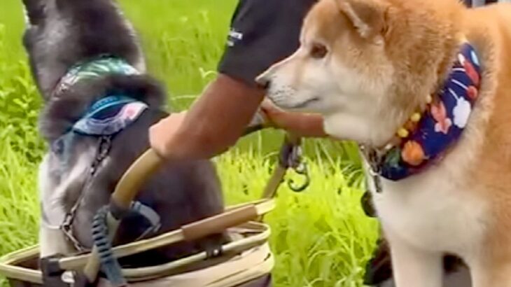 お散歩の途中で疲れてしまった2匹の犬→歩かなくなった結果…理不尽な『まさかの光景』が56万再生「もはやパパの修行で草」「幸せの重みｗｗ」(ブログ)